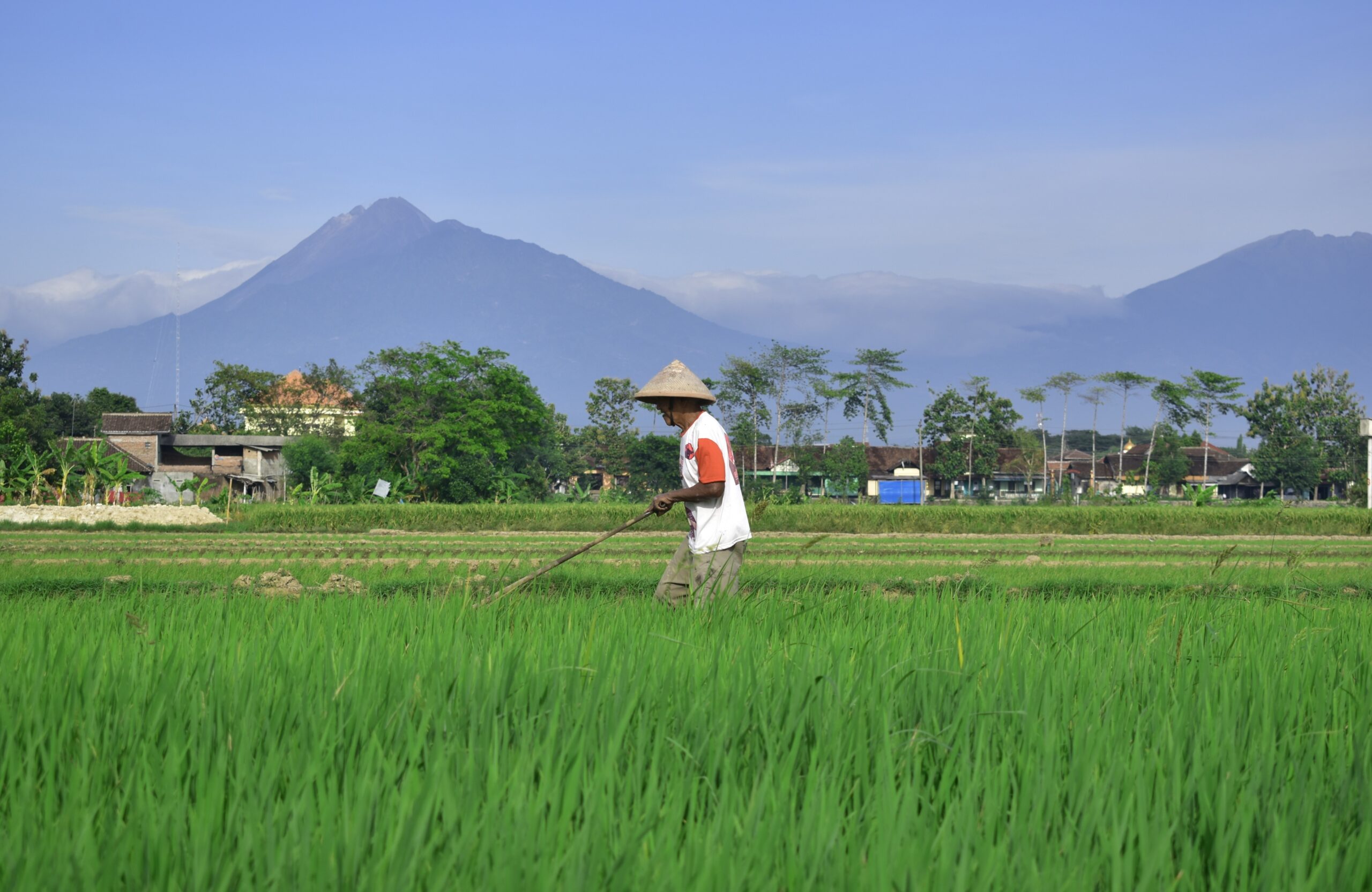Menyingkap Kehidupan Keluarga Pak Tani; Sang Penyemai Harapan yang Pupus di Tengah Jalan